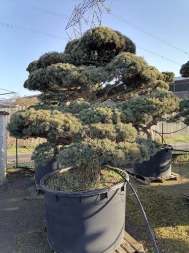 Pinus pentaphylla H200 V112