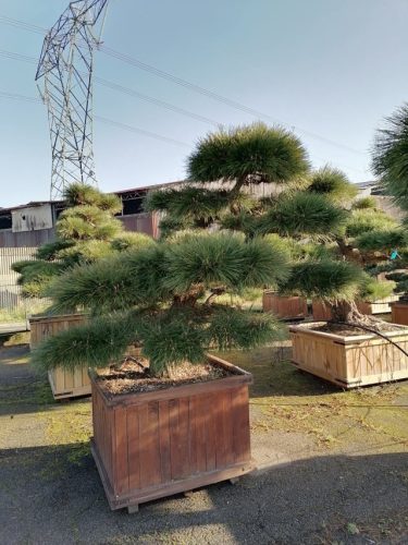 Pinus thumbergii H180 CL105x105