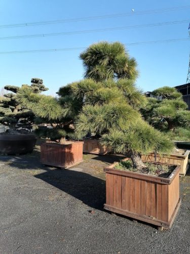 Pinus thumbergii H230 CL105x105