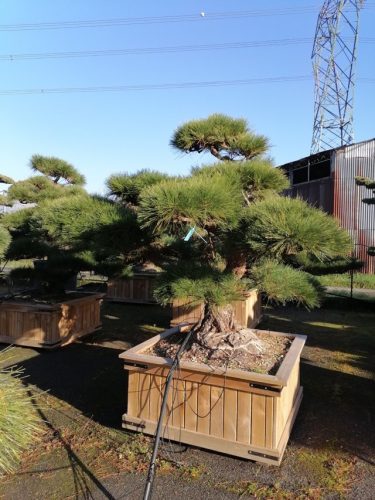 Pinus thumbergii H190 CL130x130