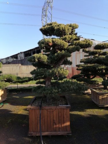 Pinus pentaphylla H240 CL105x105