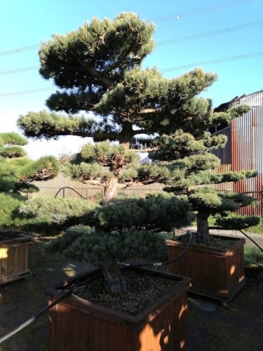 Pinus pentaphylla H190 CL95x95