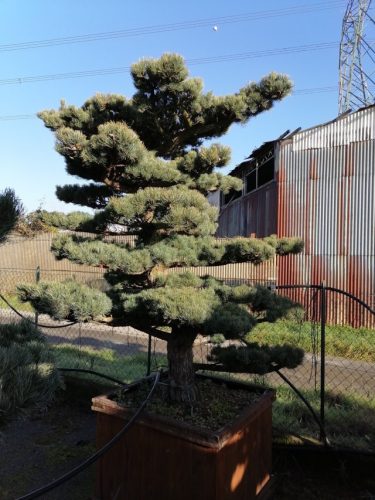 Pinus pentaphylla H210 CL105x105