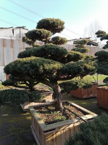 Pinus pentaphylla H210 CL120x120