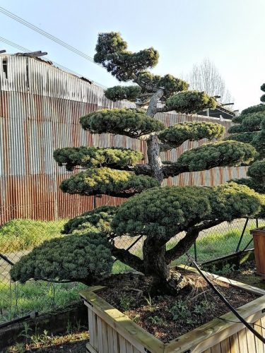 Pinus pentaphylla H250 CL130x130
