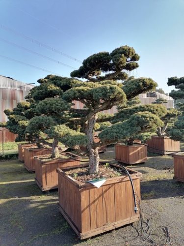 Pinus pentaphylla H220 CL115x115