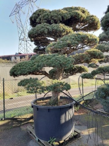 Pinus pentaphylla H220 V110