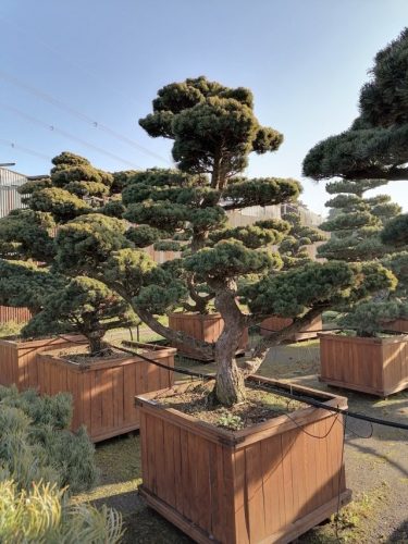 Pinus pentaphylla H210 CL105x105