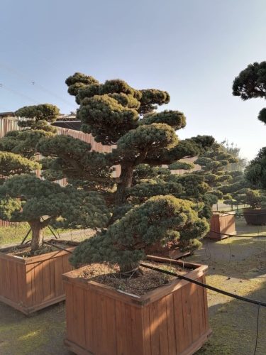 Pinus pentaphylla H250 CL115x115