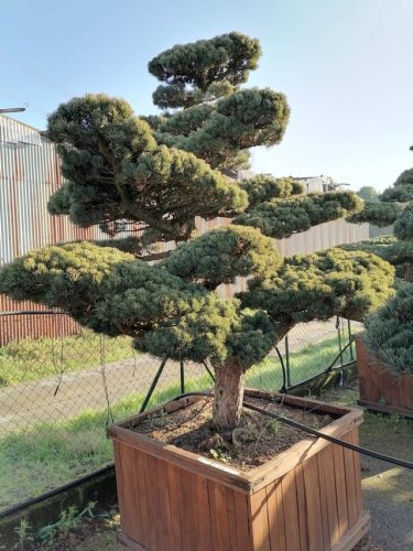 Pinus pentaphylla H250 CL115x115