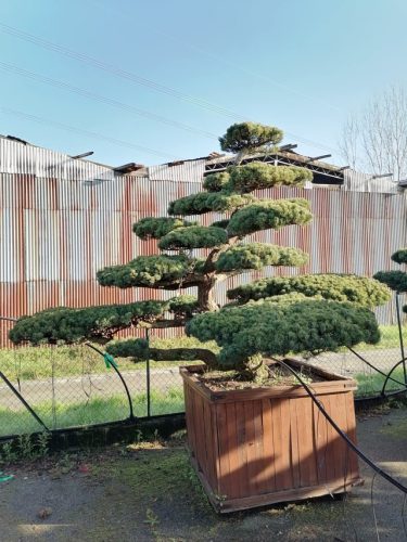 Pinus pentaphylla H230 CL120x120 EXTRA