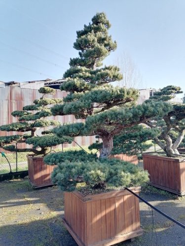 Pinus pentaphylla H260 CL95x95