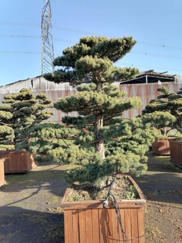 Pinus pentaphylla H200 CL95x95