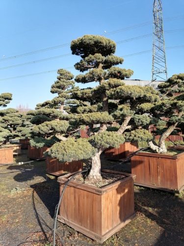 Pinus pentaphylla H210 CL95x95
