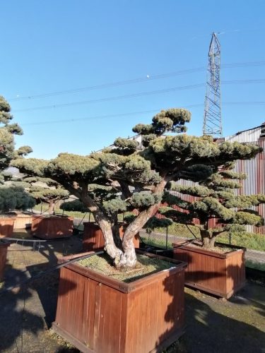 Pinus pentaphylla H200 CL120x120