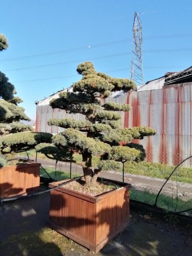Pinus pentaphylla H220 CL130x130