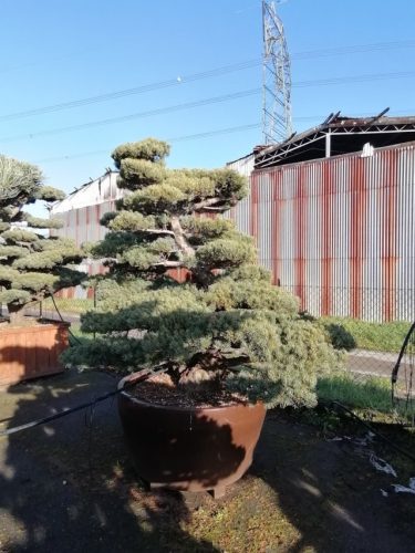 Pinus pentaphylla H210 VJ110