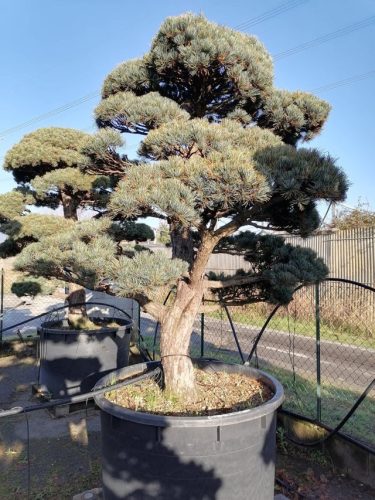 Pinus pentaphylla H200 V112