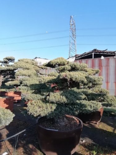 Pinus pentaphylla H170 VJ110