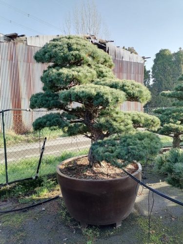 Pinus pentaphylla H170 VJ110