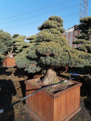Pinus pentaphylla H160 CL105x105