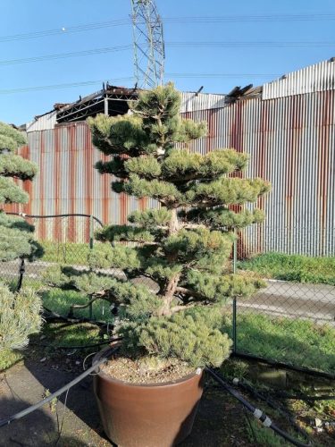 Pinus pentaphylla H170 VJ70