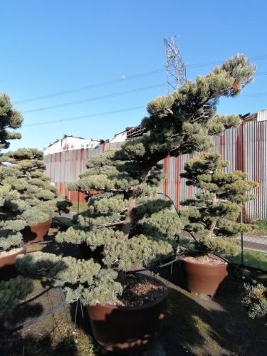 Pinus pentaphylla H180 VJ80