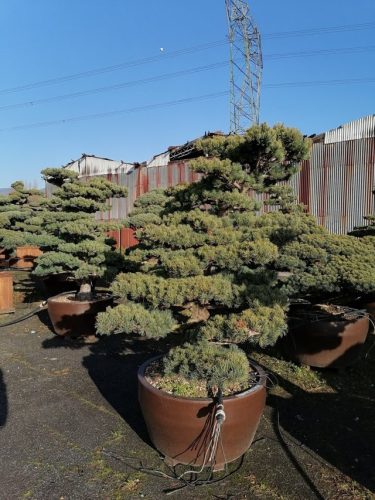 Pinus pentaphylla H180 VJ80