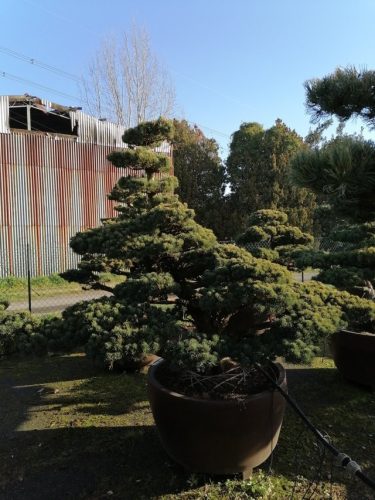 Pinus pentaphylla H180 VJ90