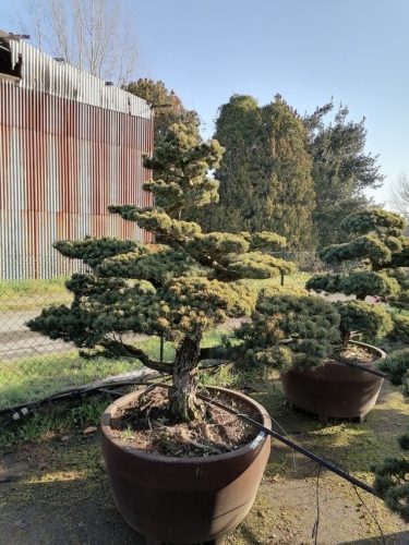 Pinus pentaphylla H180 VJ90