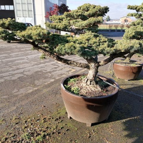 Pinus pentaphylla H150 VJ100 EXTRA