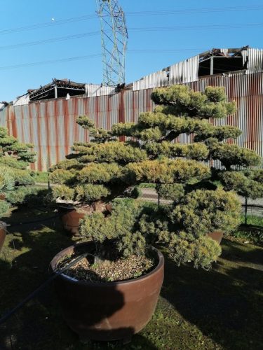 Pinus pentaphylla H150 VJ90