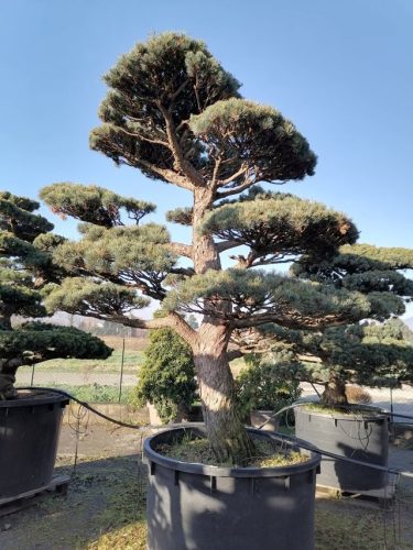 Pinus pentaphylla H250 V110