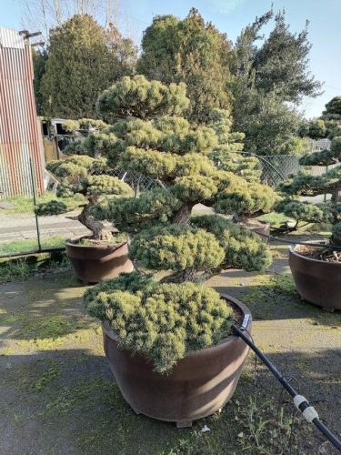 Pinus pentaphylla H140 VJ80