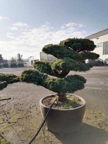 Pinus pentaphylla H130 VJ90