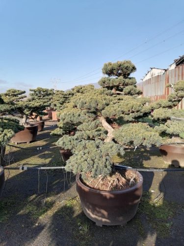 Pinus pentaphylla H150 VJ80