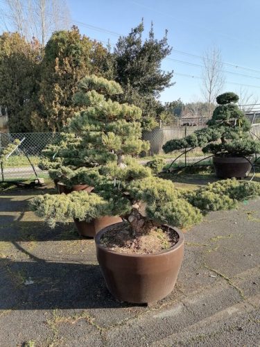 Pinus pentaphylla H150 VJ70