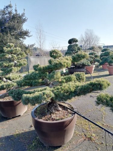Pinus pentaphylla H120 VJ70