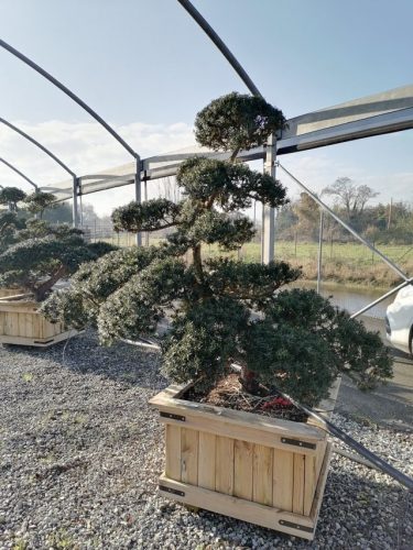 Taxus cuspidata H160 CL90x90