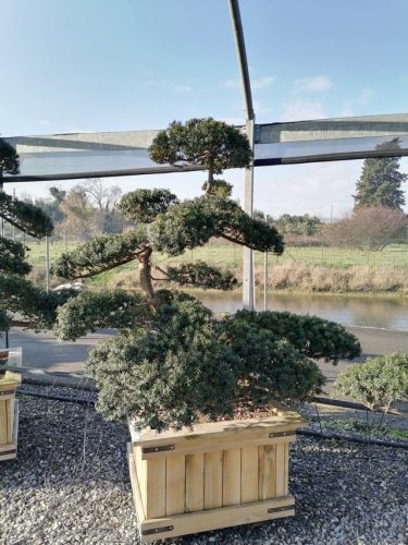 Taxus cuspidata H160 CL90x90