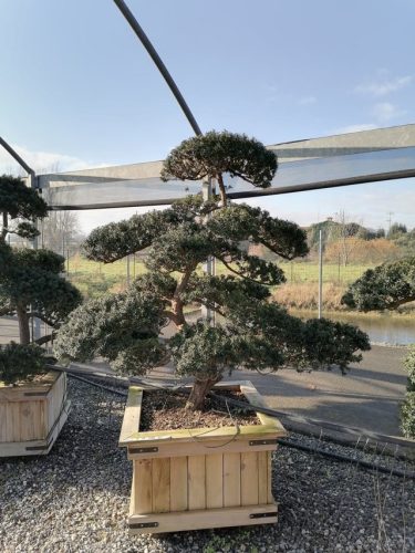 Taxus cuspidata H160 CL90x90