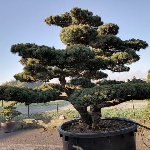 Pinus pentaphylla H200 V125 EXTRA