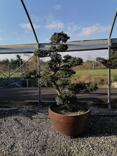 Taxus cuspidata H190 VJ90