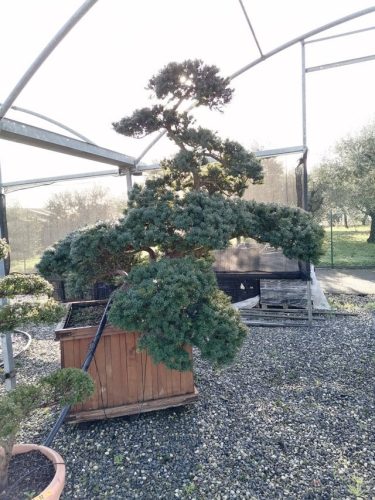 Taxus cuspidata H200 CL105x105 FORTE