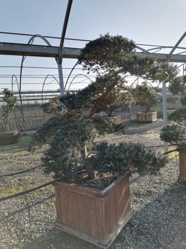 Taxus cuspidata H160 CL80x80