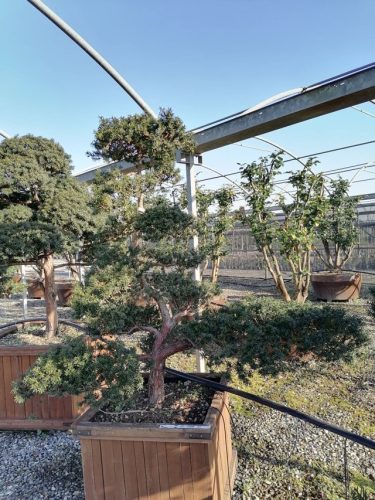 Taxus cuspidata H150 CL70x70