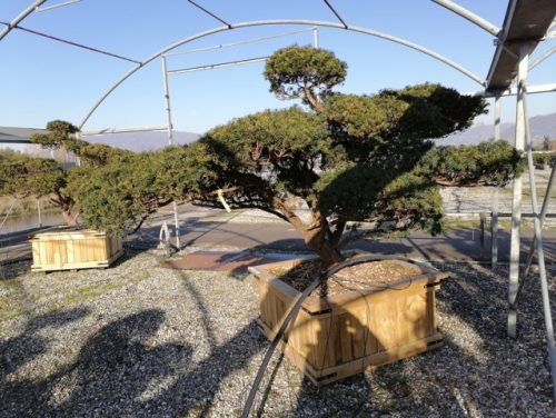 Taxus cuspidata H180 CL120x120 EXTRA