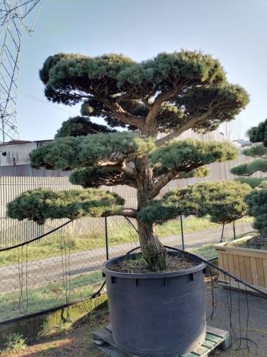 Pinus pentaphylla H210 V110