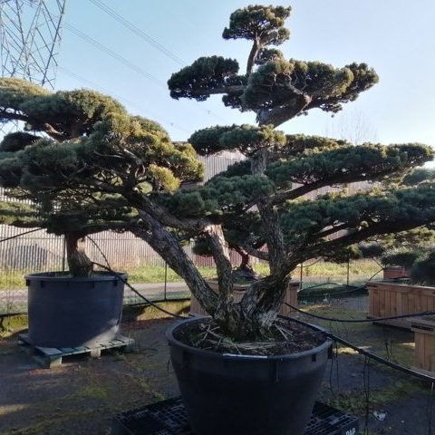 Pinus pentaphylla H235 V110 MULTITRONCO