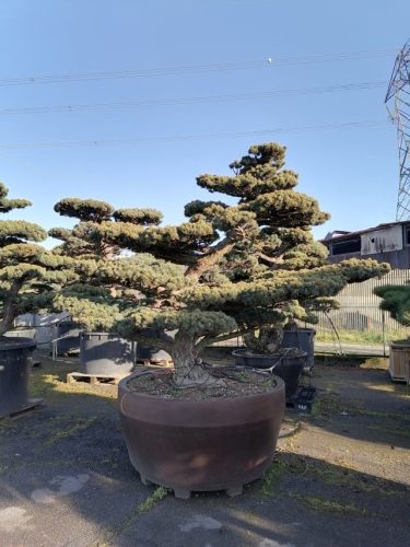 Pinus pentaphylla H250 VJ145